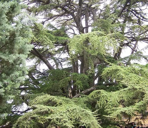 Il Daino * 산 피에로 파티