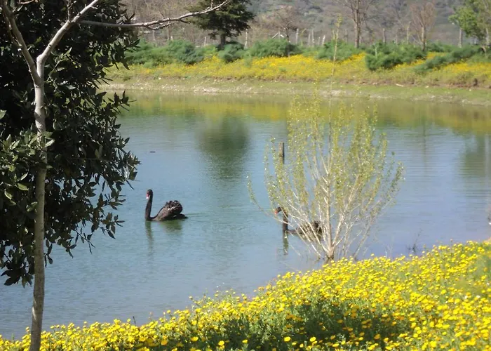 Il Daino 산 피에로 파티